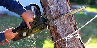 Professional Tree Removal and Landscaping Services in New Holstein, WI